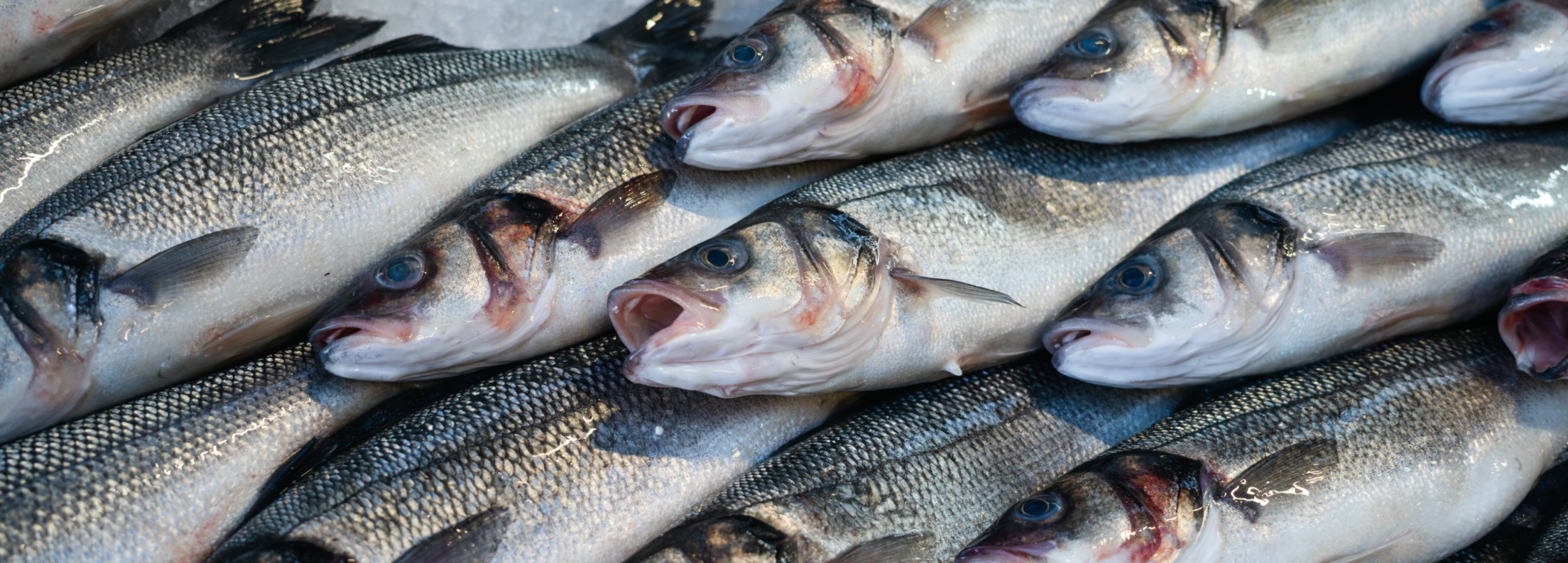 Seafood
